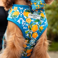 Cocopup Adjustable Harness Bundles-Amalfi Lemon Adjustable Neck Harness, Lead & Collar Bundle