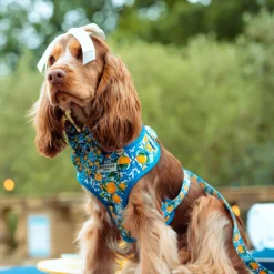 Cocopup Adjustable Harness Bundles-Amalfi Lemon Adjustable Neck Harness, Lead & Collar Bundle