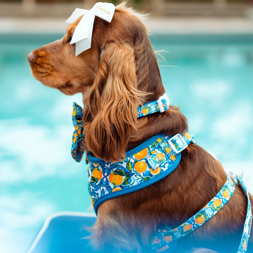 Cocopup Adjustable Harness Bundles-Amalfi Lemon Adjustable Neck Harness, Lead & Collar Bundle