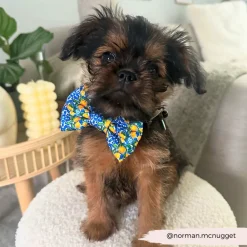 Cocopup Bow Ties-Amalfi Lemon Bow Tie
