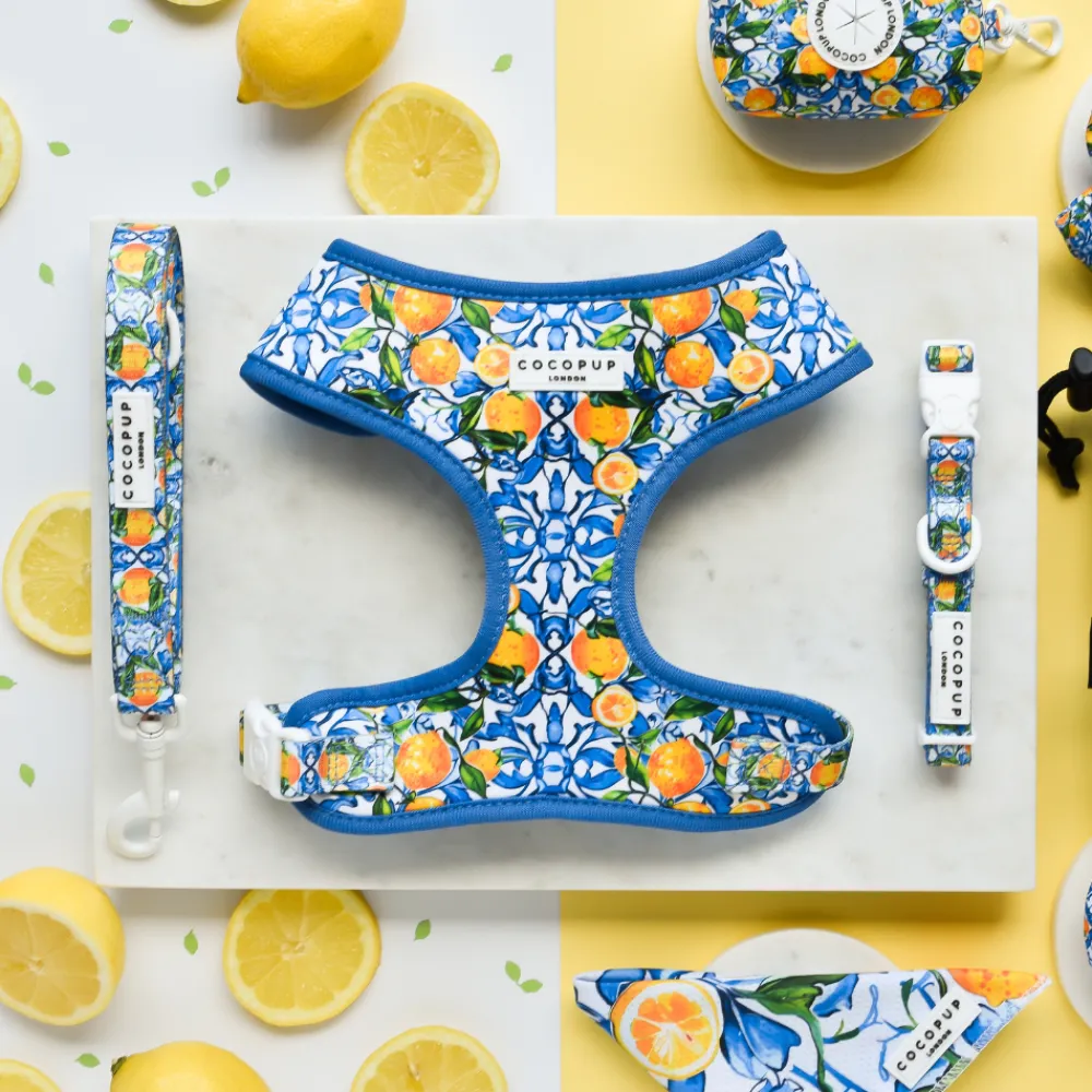 Cocopup Collars | Puppy Leads & Collars-Amalfi Lemon COLLAR