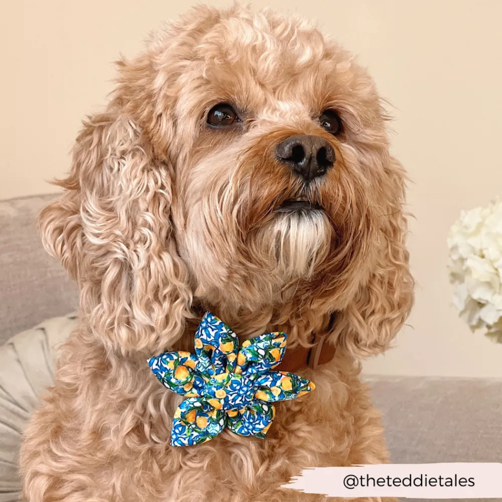 Cocopup Collar Flowers-Amalfi Lemon Collar Flower
