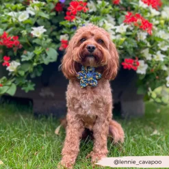 Cocopup Collar Flowers-Amalfi Lemon Collar Flower