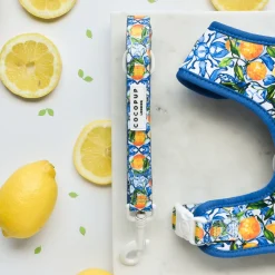 Cocopup Leads-Amalfi Lemon Lead