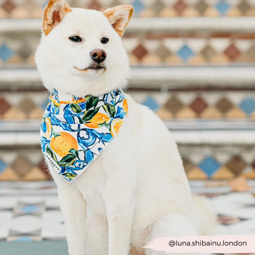 Cocopup Bandanas-Bandana - Amalfi Lemon