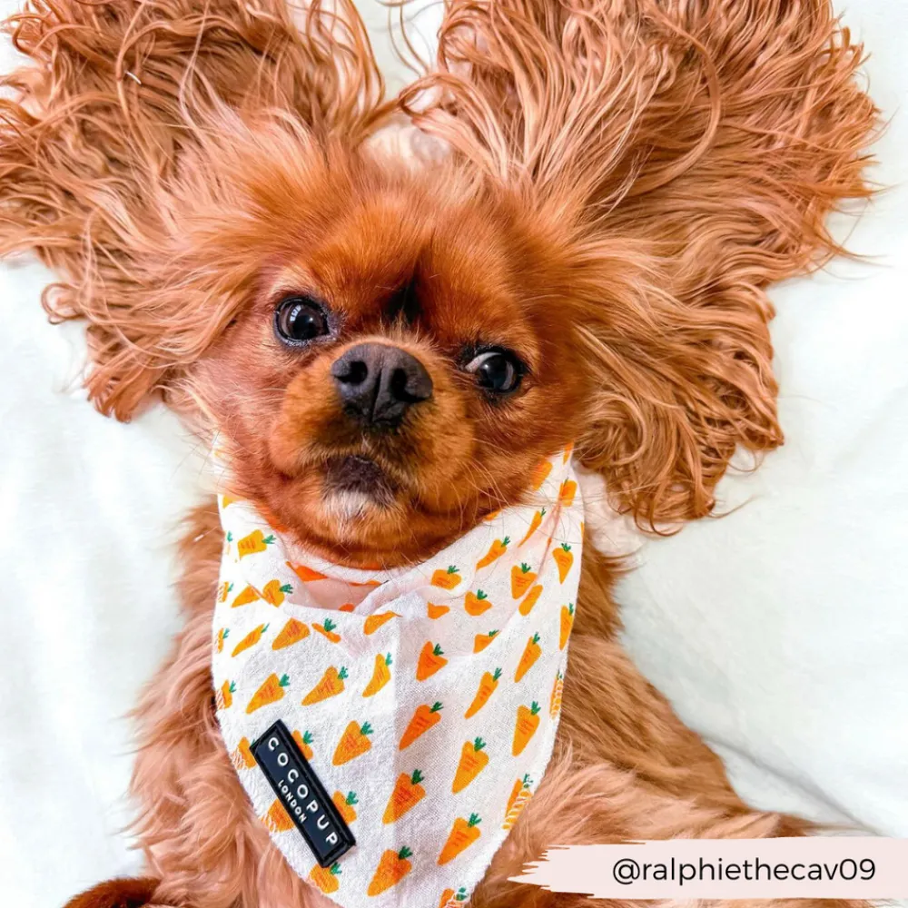 Cocopup Bandanas-Bandana - Easter Carrot