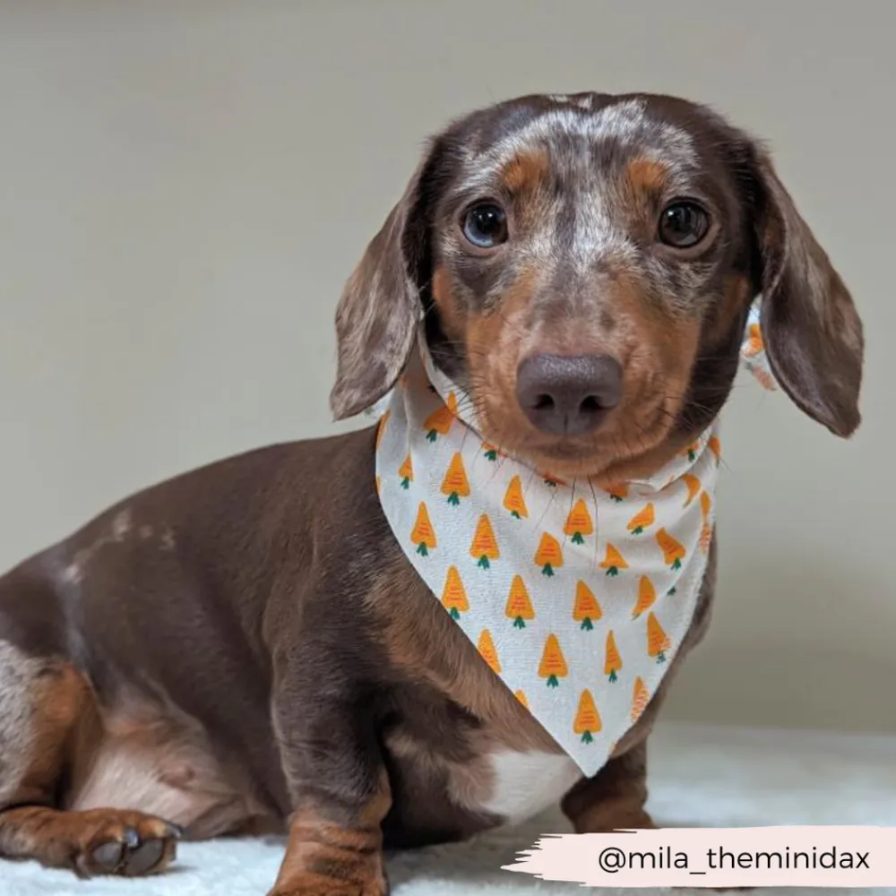 Cocopup Bandanas-Bandana - Easter Carrot
