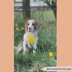 Cocopup Bandanas-Bandana - Easter Carrot