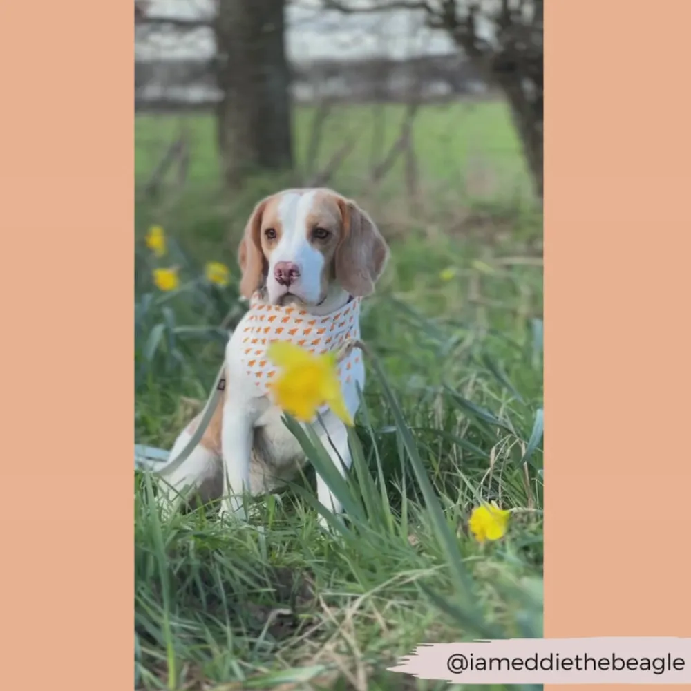 Cocopup Bandanas-Bandana - Easter Carrot