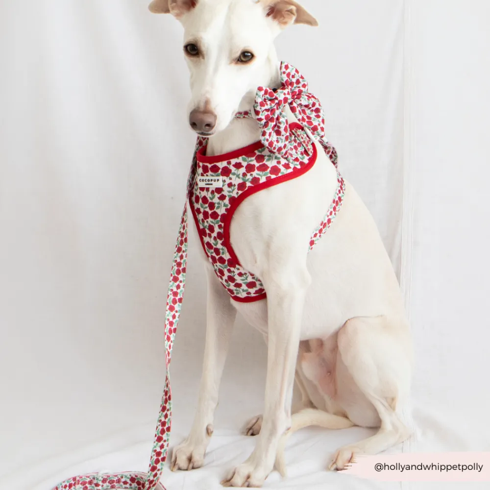 Cocopup Adjustable Harness Bundles-Barkquet of Roses Adjustable Neck Harness, Lead & Collar Bundle