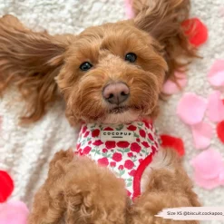 Cocopup Adjustable Harness Bundles-Barkquet of Roses Adjustable Neck Harness, Lead & Collar Bundle