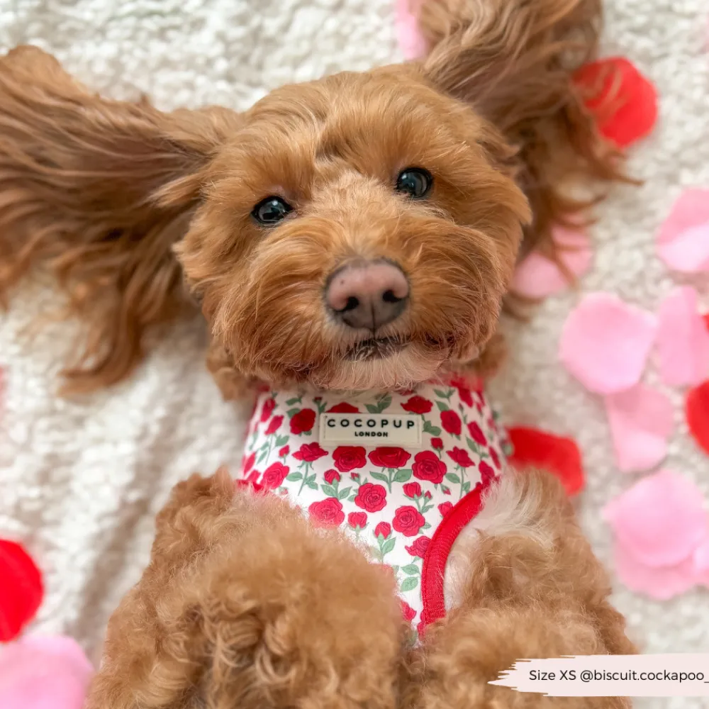 Cocopup Adjustable Harness Bundles-Barkquet of Roses Adjustable Neck Harness, Lead & Collar Bundle