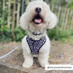 Cocopup Adjustable Harness Bundles-Black Leopard Adjustable Neck Harness, Lead & Collar Bundle