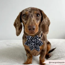 Cocopup Collar Flowers-Black Leopard Collar Flower