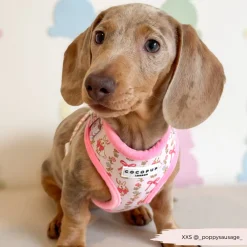 Cocopup Adjustable Harness Bundles-Bow-tiful Bunny Adjustable Neck Harness, Lead & Collar Bundle