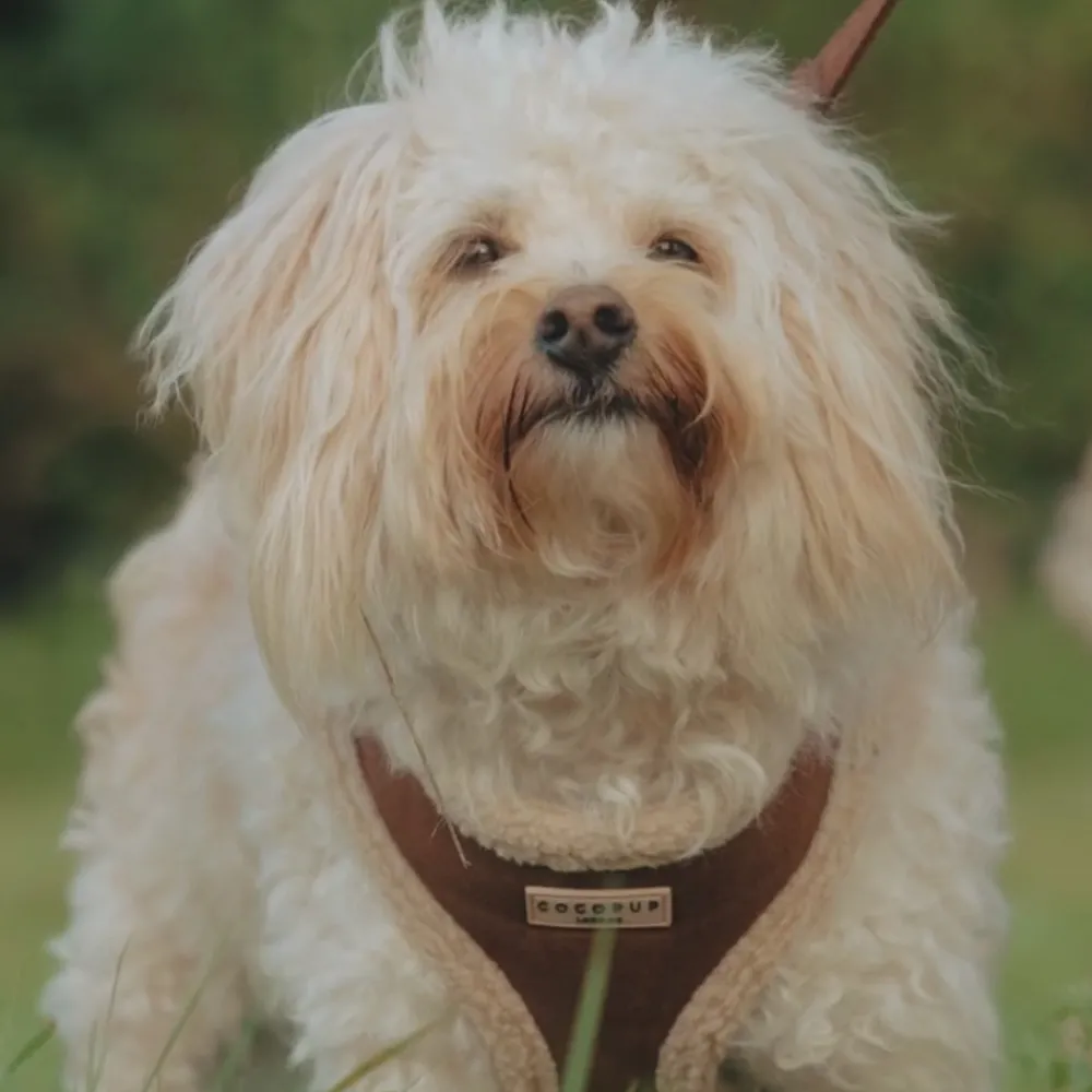 Cocopup Adjustable Harness Bundles-Brown Aviator Adjustable Neck Harness, Lead & Collar Bundle