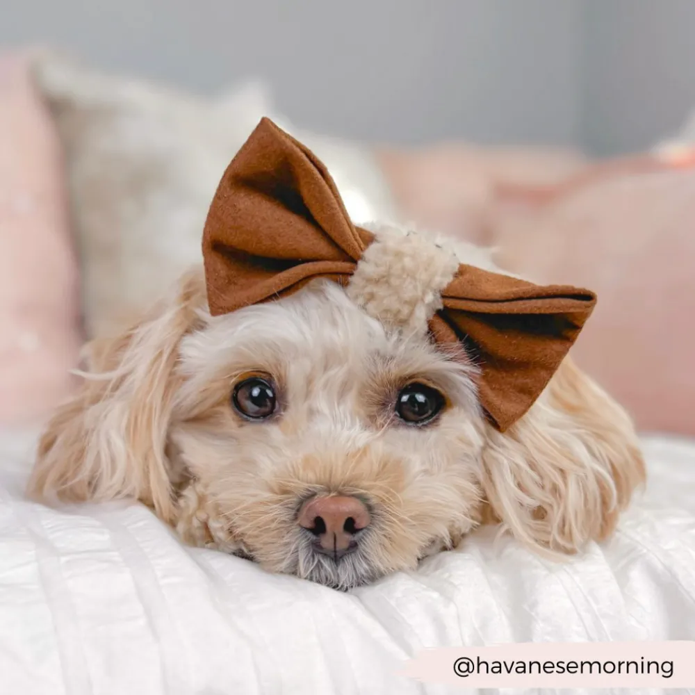 Cocopup Bow Ties-Brown Aviator Bow Tie