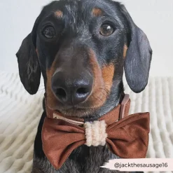 Cocopup Bow Ties-Brown Aviator Bow Tie