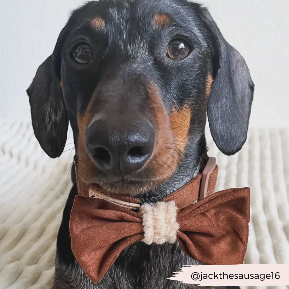 Cocopup Bow Ties-Brown Aviator Bow Tie