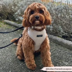 Cocopup Adjustable Harness Bundles-Brown Tweed Adjustable Neck Harness, Lead & Collar Bundle