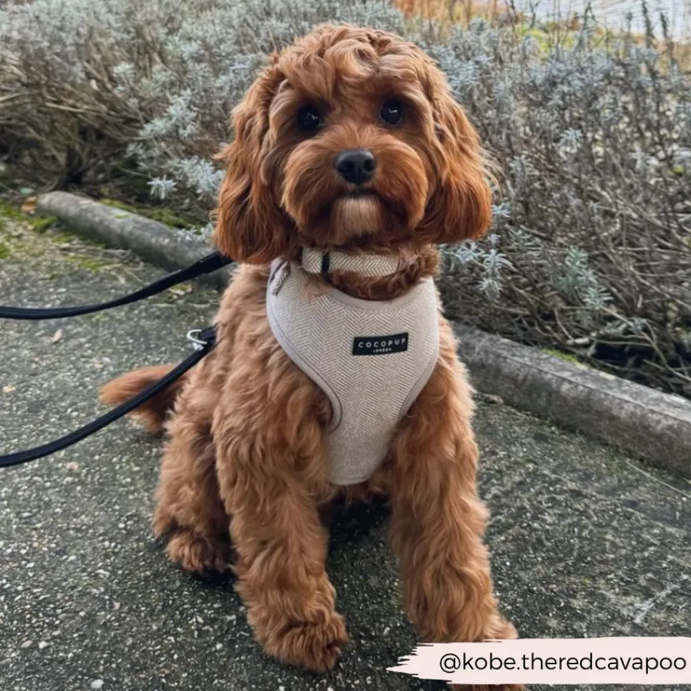 Cocopup Adjustable Harness Bundles-Brown Tweed Adjustable Neck Harness, Lead & Collar Bundle