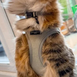 Cocopup Cat Collars | Cat Collars-Cat Collar - Sage Tweed