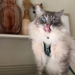 Cocopup Cat Harnesses | Cat Harnesses-Cat Harness - Khaki Leopard