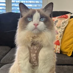Cocopup Cat Harnesses | Cat Harnesses-Cat Harness - Mocha Flower
