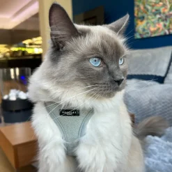 Cocopup Cat Harnesses | Cat Harnesses-Cat Harness - Sage Tweed