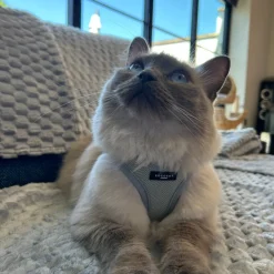 Cocopup Cat Harnesses | Cat Harnesses-Cat Harness - Sage Tweed