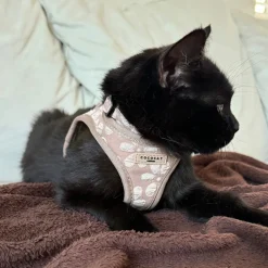 Cocopup Cat Bundles | Cat Harness Bundles-Cat Harness, Lead and Collar Bundle - Mocha Flower