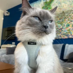 Cocopup Cat Bundles | Cat Harness Bundles-Cat Harness, Lead and Collar Bundle - Sage Tweed