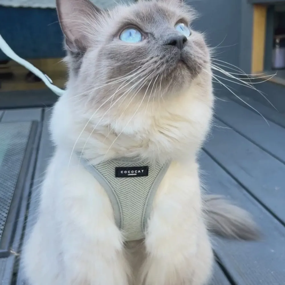 Cocopup Cat Bundles | Cat Harness Bundles-Cat Harness, Lead and Collar Bundle - Sage Tweed