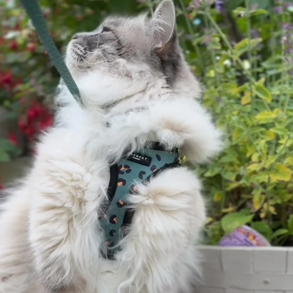 Cocopup Cat Bundles | Cat Harness Bundles-Cat Harness, Lead and Collar Bundle - Khaki Leopard