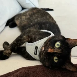 Cocopup Cat Bundles | Cat Harness Bundles-Cat Harness, Lead and Collar Bundle - Sage Tweed