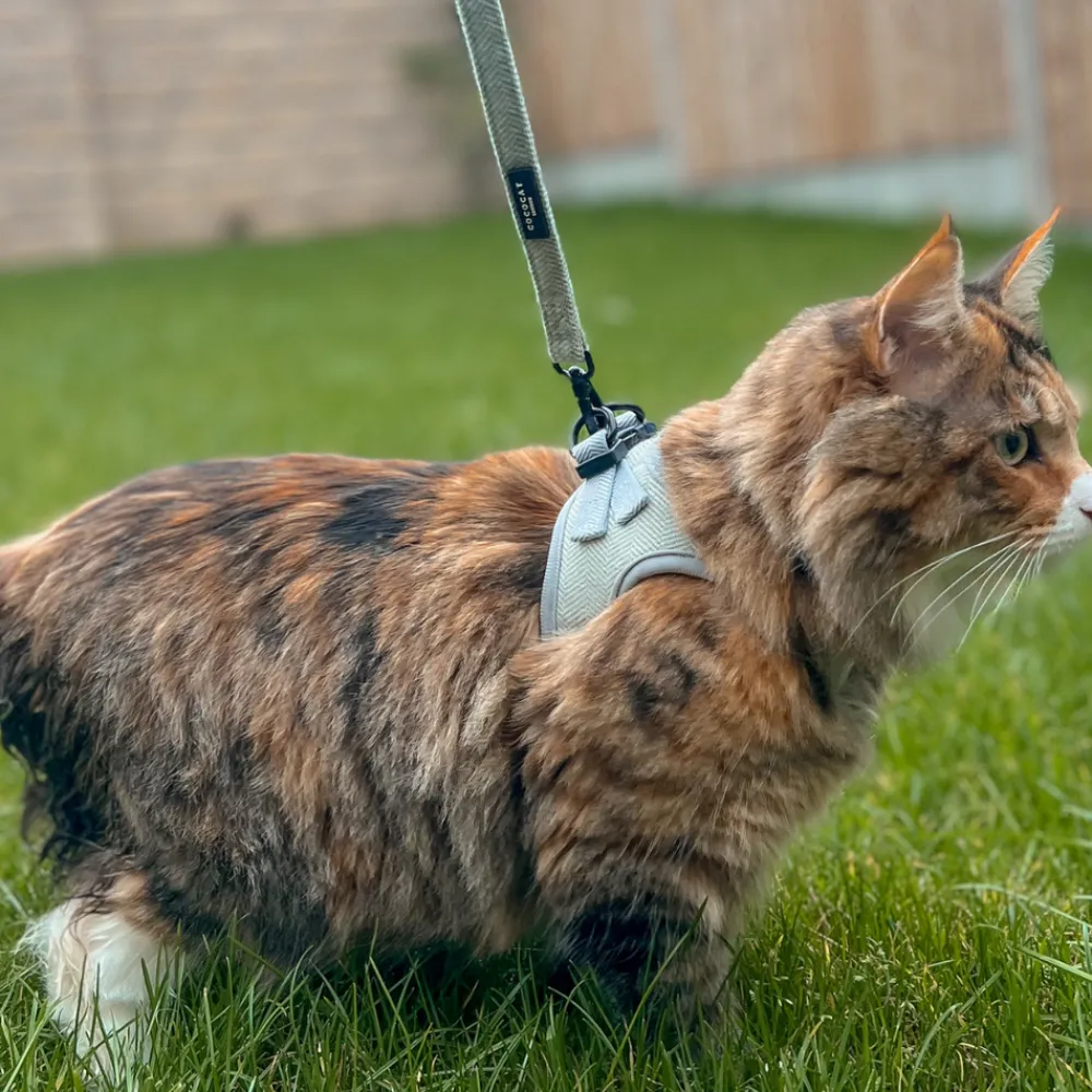 Cocopup Cat Leads | Cat Leads-Cat Lead - Sage Tweed