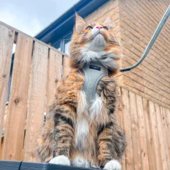 Cocopup Cat Leads | Cat Leads-Cat Lead - Sage Tweed