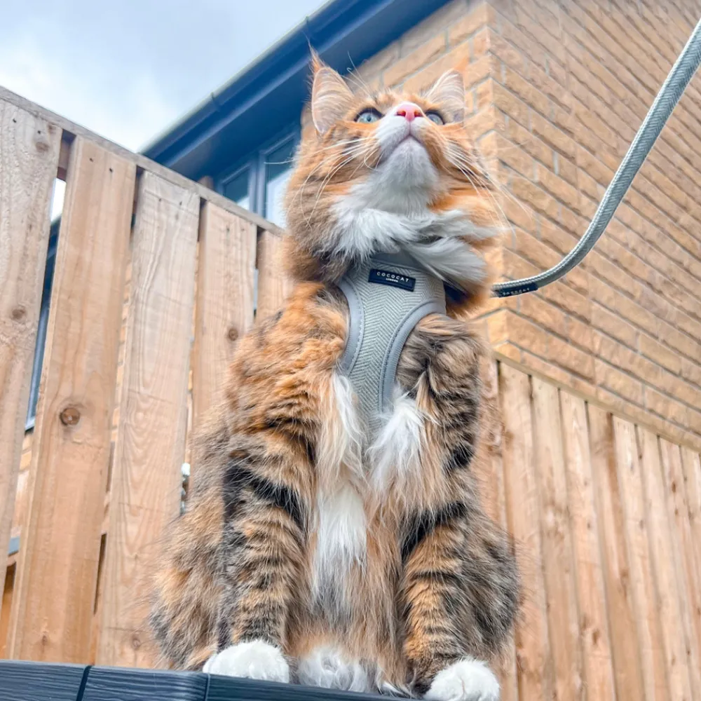 Cocopup Cat Leads | Cat Leads-Cat Lead - Sage Tweed