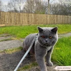 Cocopup Cat Leads | Cat Leads-Cat Lead - Sage Tweed