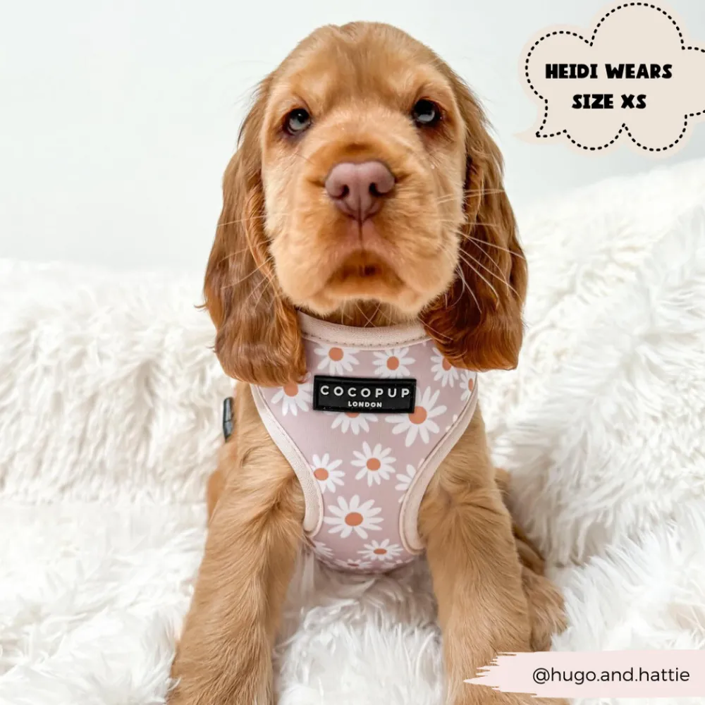 Cocopup Adjustable Harness Bundles-Daisy Chain Adjustable Neck Harness, Lead & Collar Bundle