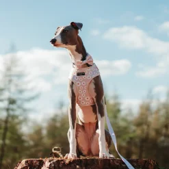 Cocopup Adjustable Harness Bundles-Daisy Chain Adjustable Neck Harness, Lead & Collar Bundle
