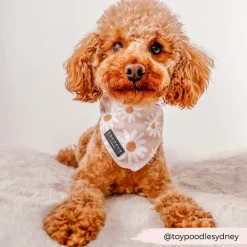 Cocopup Bandanas-Daisy Chain Bandana