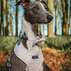 Cocopup Collars | Puppy Leads & Collars-Daisy Chain Collar