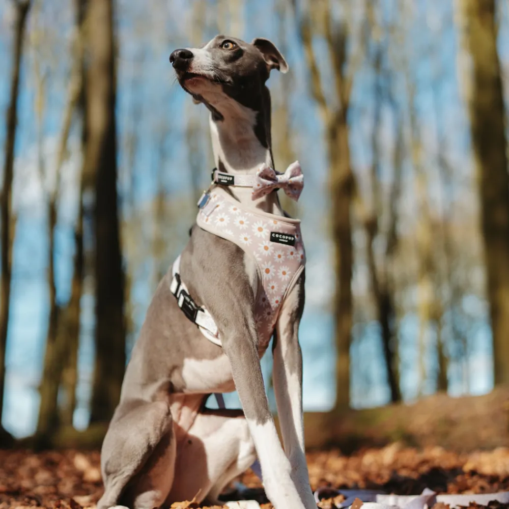 Cocopup Collars | Puppy Leads & Collars-Daisy Chain Collar