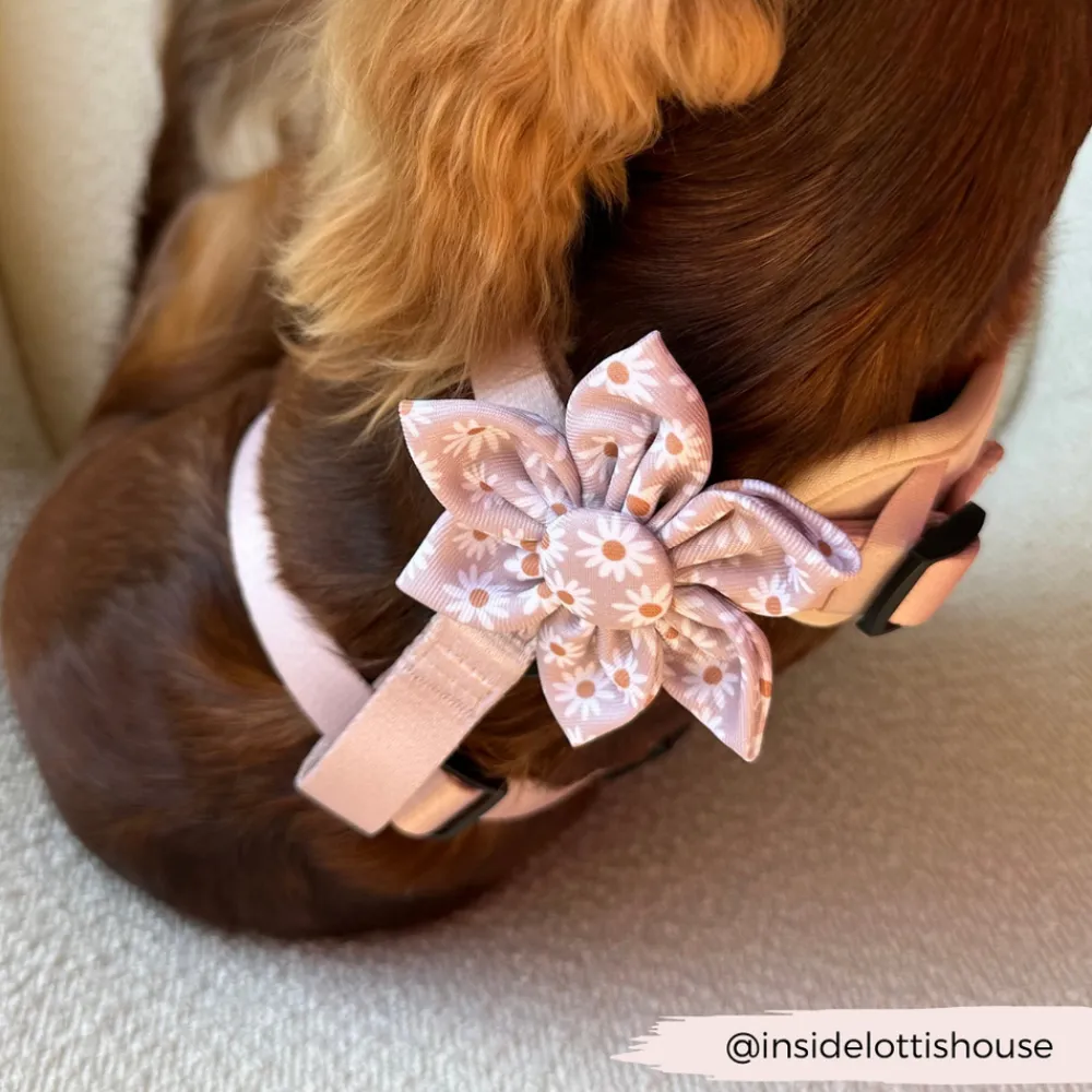 Cocopup Collar Flowers-Daisy Chain Collar Flower
