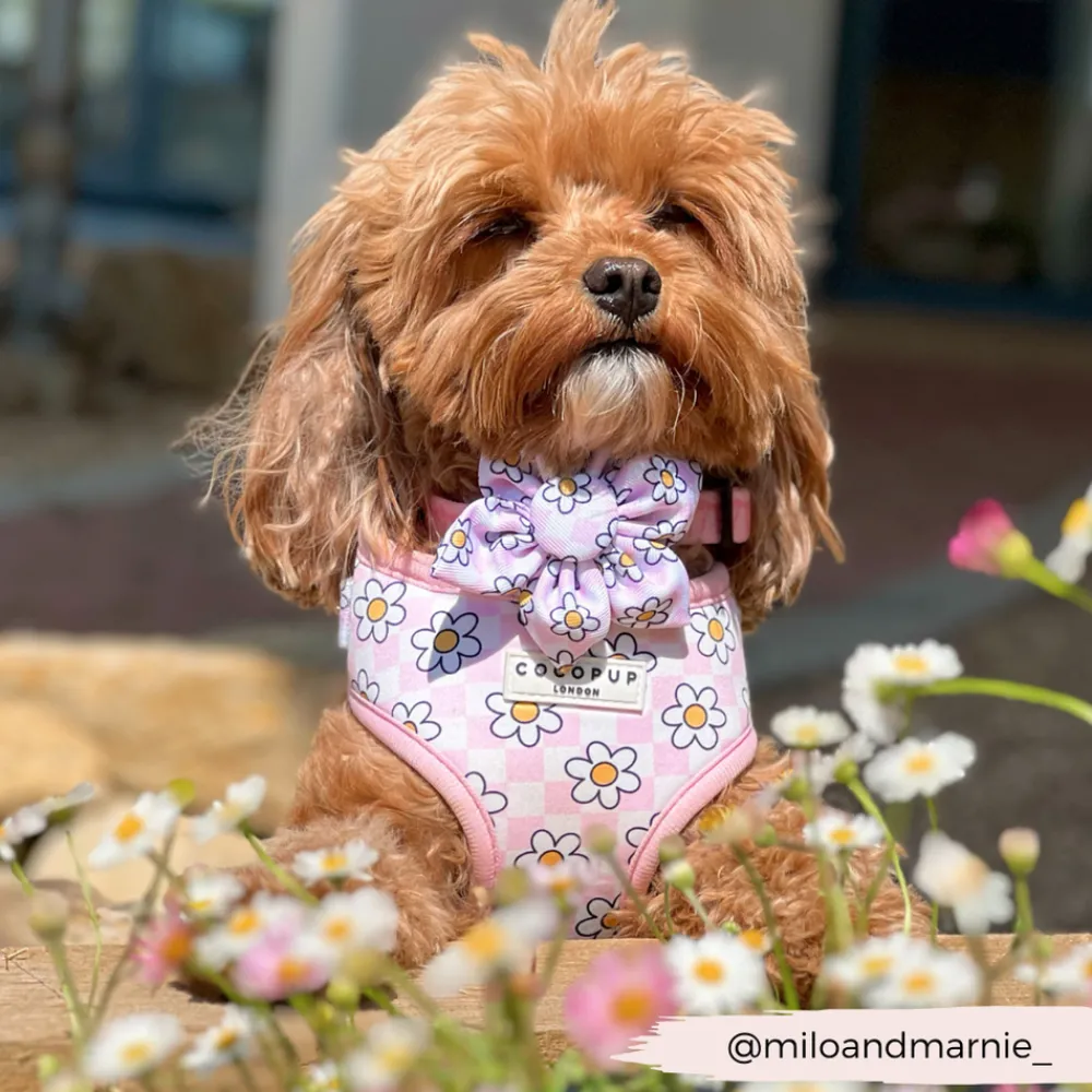Cocopup Collar Flowers-Daisy Gingham Rave Collar Flower