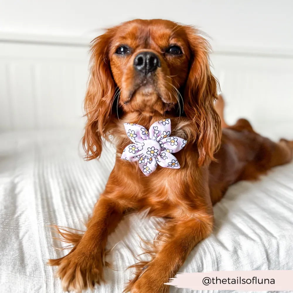 Cocopup Collar Flowers-Daisy Gingham Rave Collar Flower