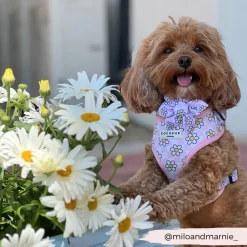 Cocopup Collar Flowers-Daisy Gingham Rave Collar Flower