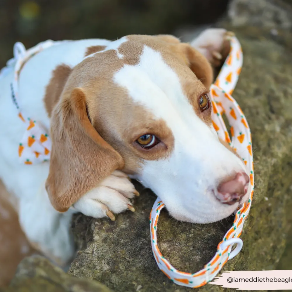 Cocopup Bow Ties-Easter Carrot Bow Tie