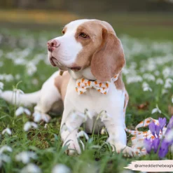 Cocopup Bow Ties-Easter Carrot Bow Tie